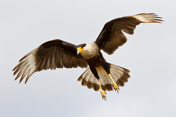 Crested Caracara