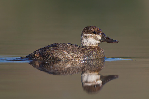 Ruddy Duck, female