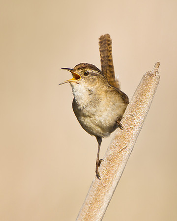 Marsh Wren