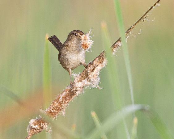 Marsh Wren, collecting nest material