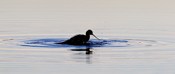 American Avocet, bathing