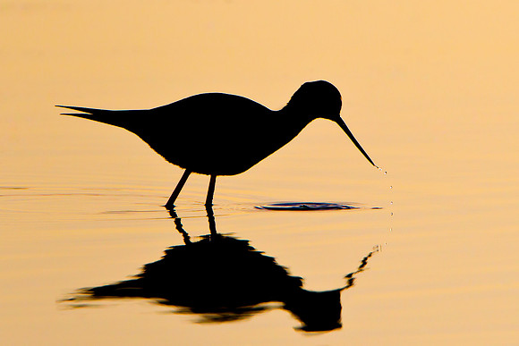 Black-necked Stilt
