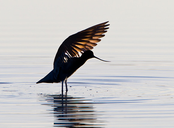 American Avocet