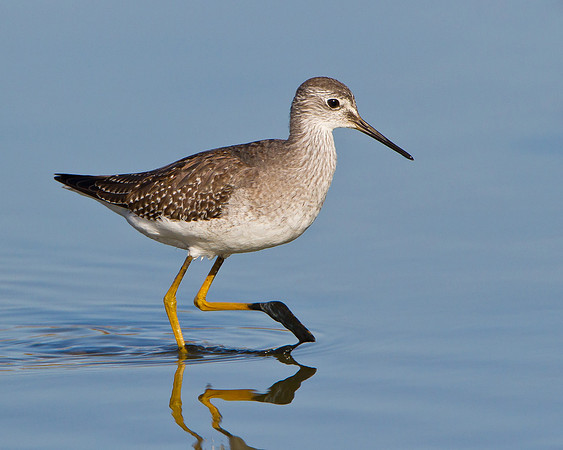 Lesser Yellowlegs