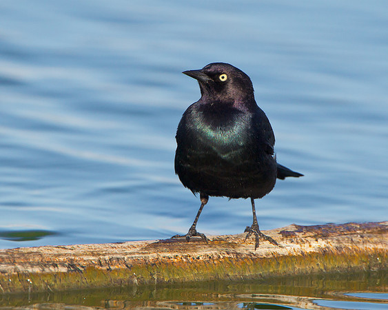 Brewer's Blackbird