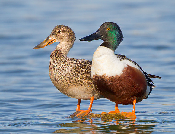 Northern Shovelers, female & male