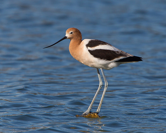 American Avocet