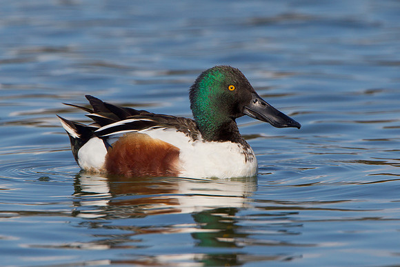 Northern Shoveler, male