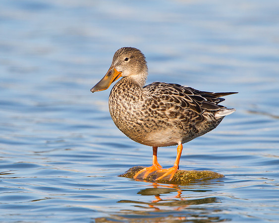 Northern Shoveler, female