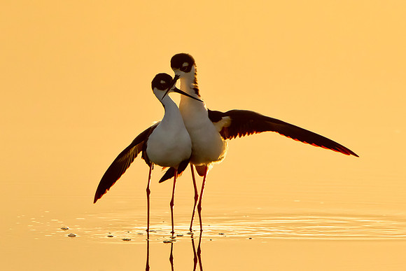 Black-necked Stilts, post-coital dance