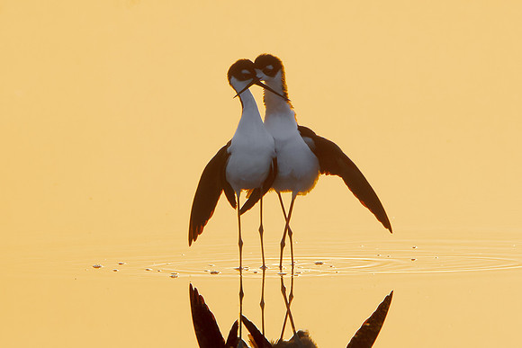 Black-necked Stilts, post-coital dance