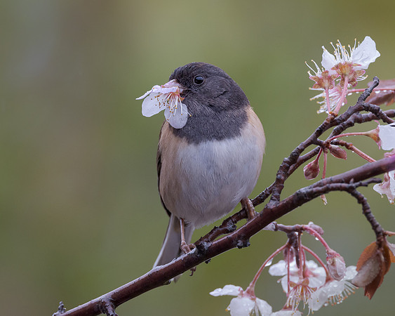 Dark-eyed Junco