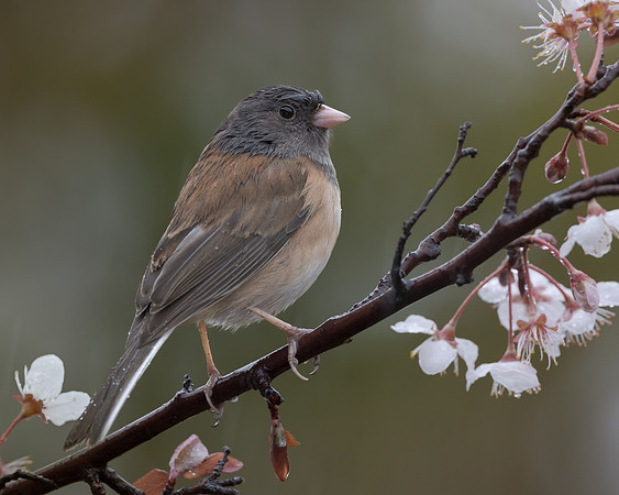 Dark-eyed Junco