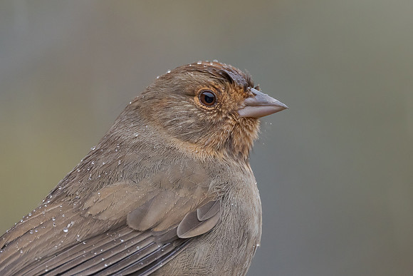California Towhee