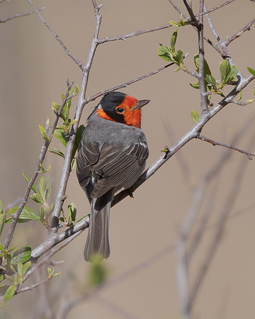 Red-faced Warbler