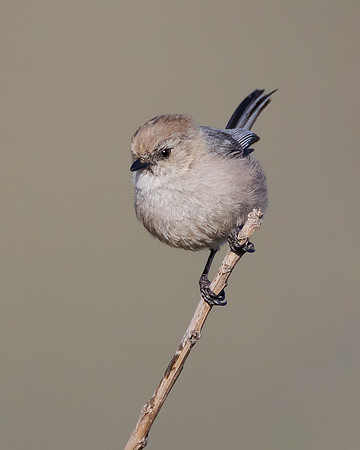 Bushtit