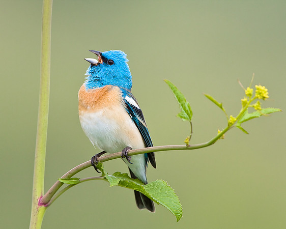 Lazuli Bunting, singing