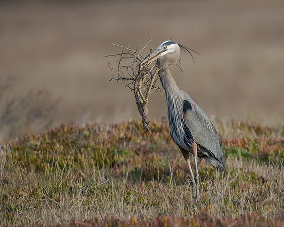 Great Blue Heron, with nest material