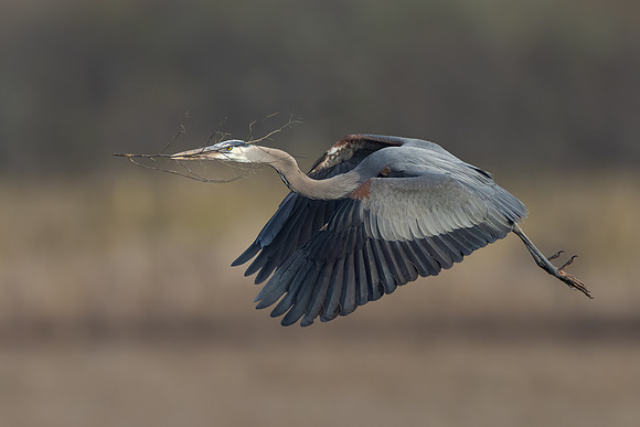 Great Blue Heron, with nest material