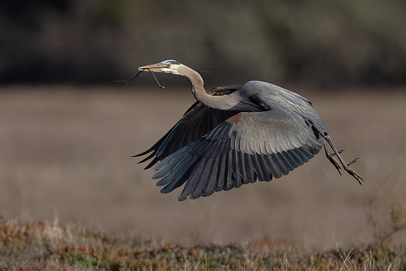 Great Blue Heron, with nest material