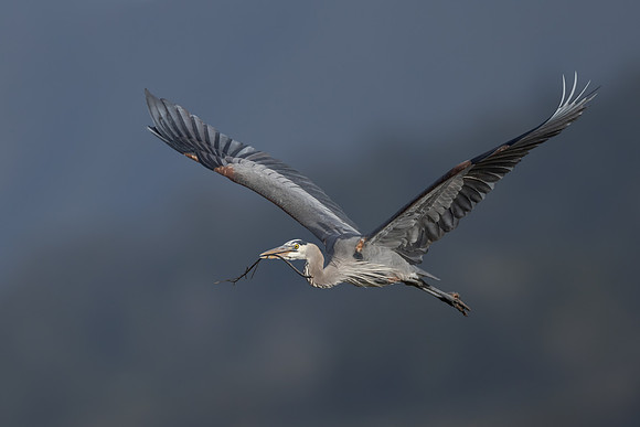 Great Blue Heron, with nest material