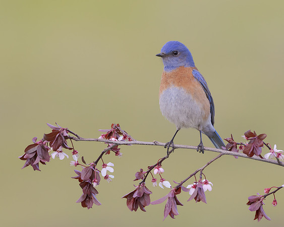 Western Bluebird