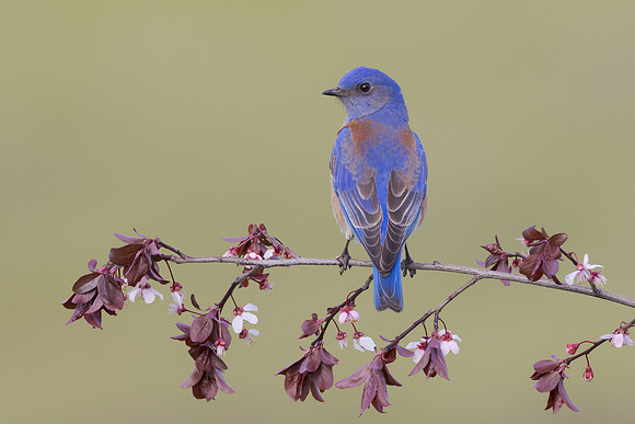Western Bluebird