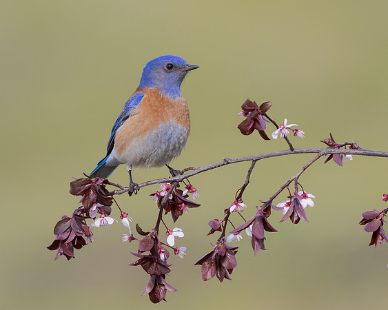 Western Bluebird