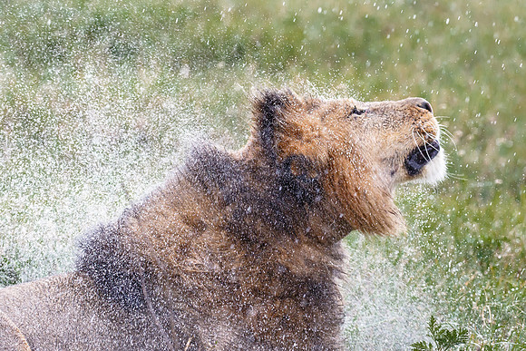 Lion