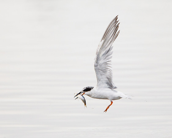 Forster's Tern, with fish