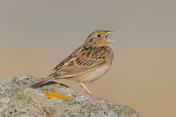 Grasshopper Sparrow