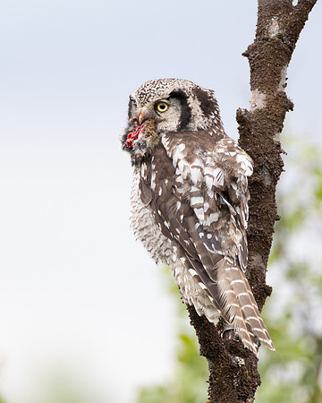 Northern Hawk Owl, adult with prey