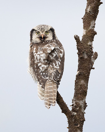 Northern Hawk Owl, adult