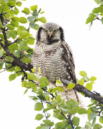 Northern Hawk Owl, adult