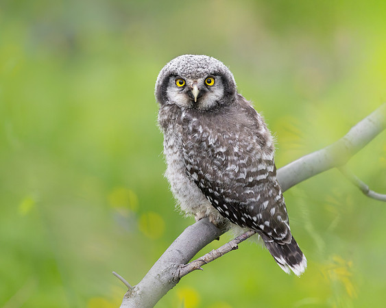 Northern Hawk Owl, fledgling