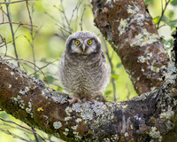 Northern Hawk Owl, fledgling
