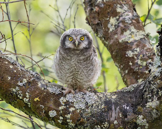Northern Hawk Owl, fledgling