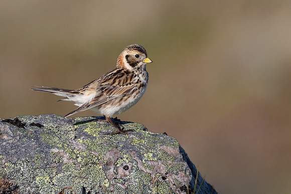 Lapland Bunting (aka Lapland Longspur)