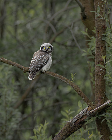 Northern Hawk Owl, fledgling