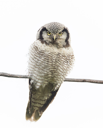 Northern Hawk Owl, adult