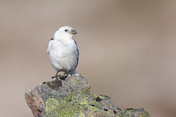 Snow Bunting