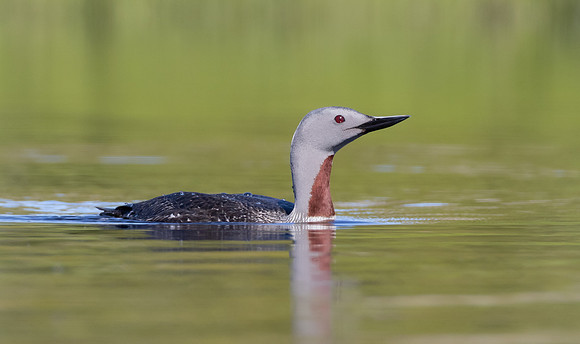 Red-throated Loon