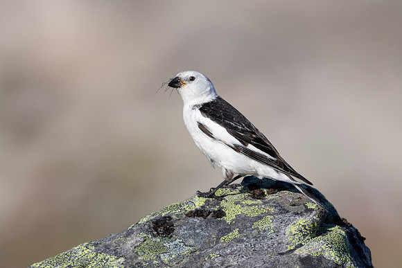 Snow Bunting