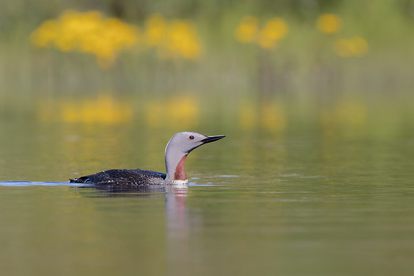 Red-throated Loon