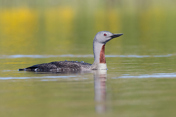 Red-throated Loon