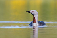 Red-throated Loon