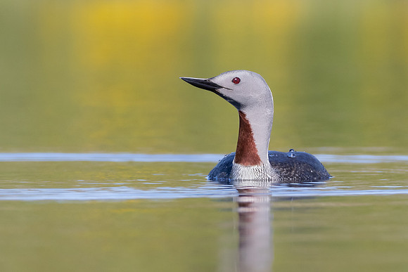 Red-throated Loon