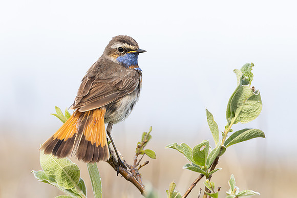 Bluethroat