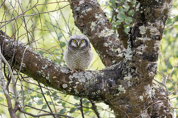 Northern Hawk Owl, fledgling