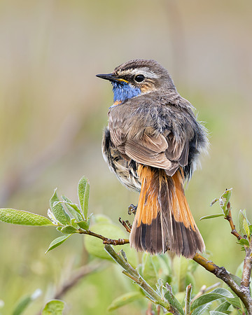 Bluethroat